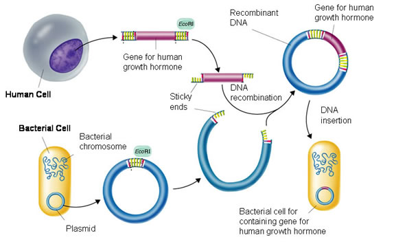 Công nghệ DNA tái tổ hợp